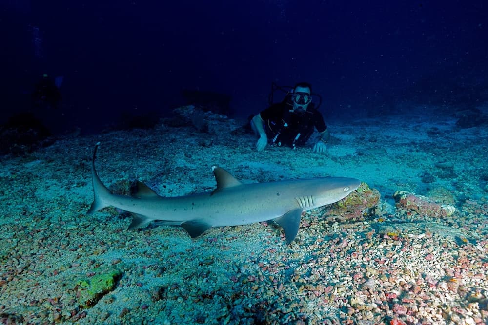 Oblu Nature Helengeli 2025 - GATTINONI, Angeln