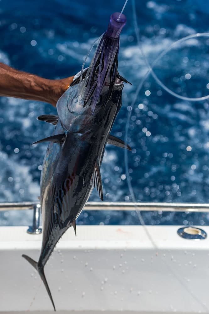 Coral Strand - Airone Selection, Fishing