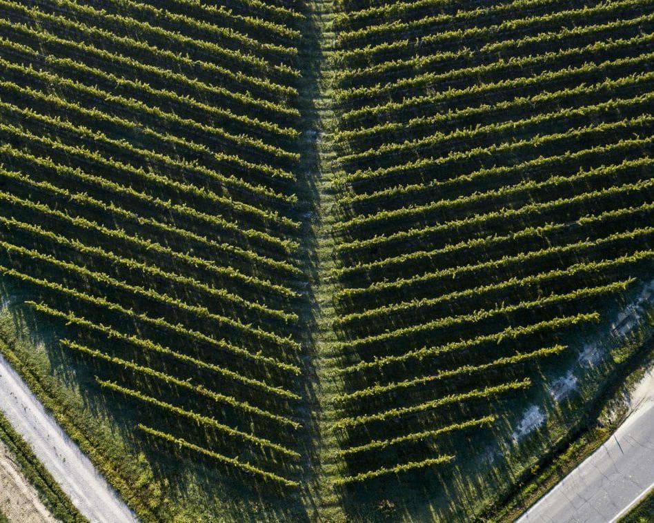 Foresteria delle Vigne, 