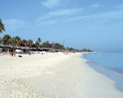 Allegro Palma Real , 