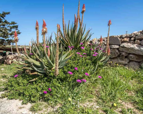 Dammusi dell'Imbriacola, 