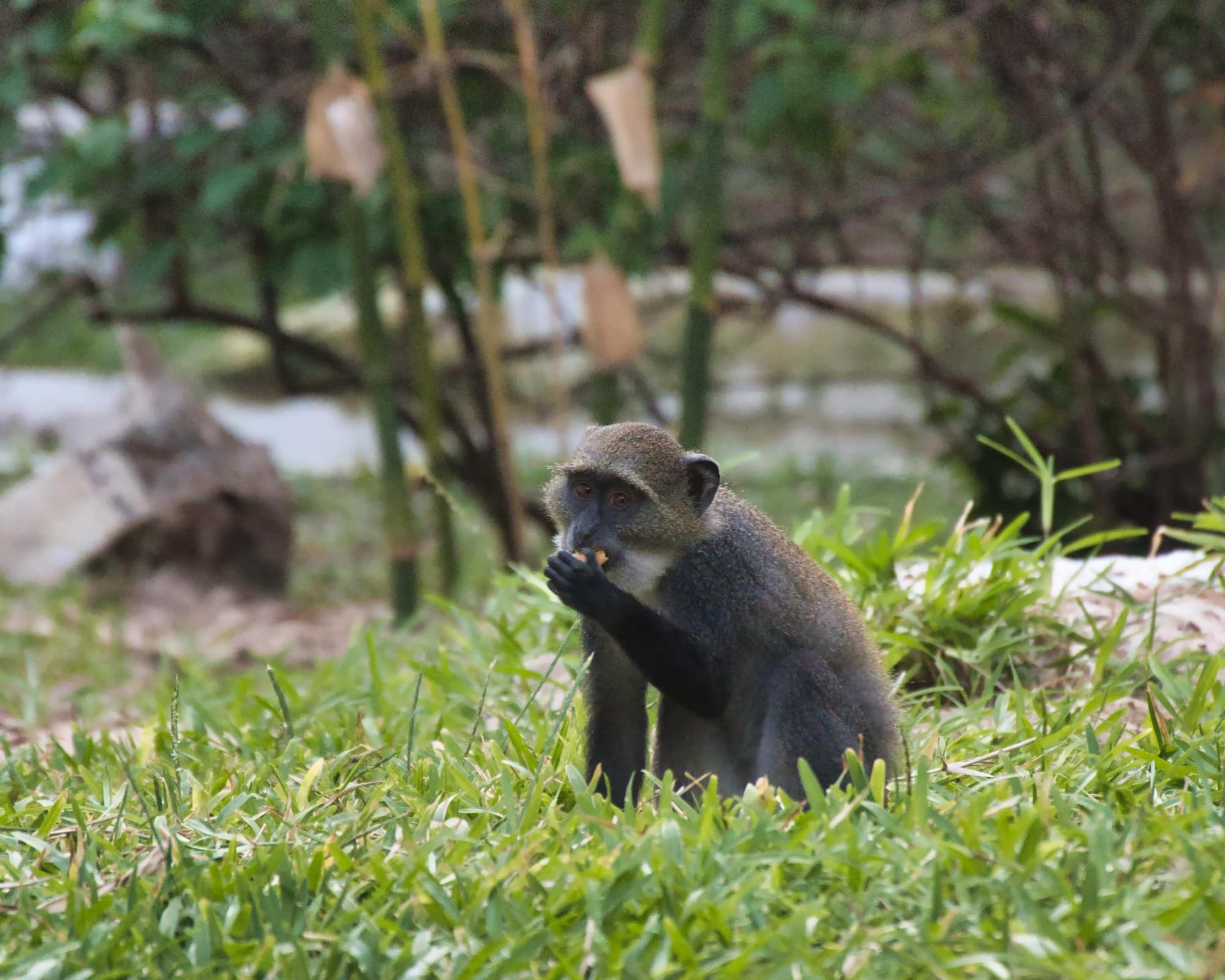 Barracuda Inn Beach Resort, 