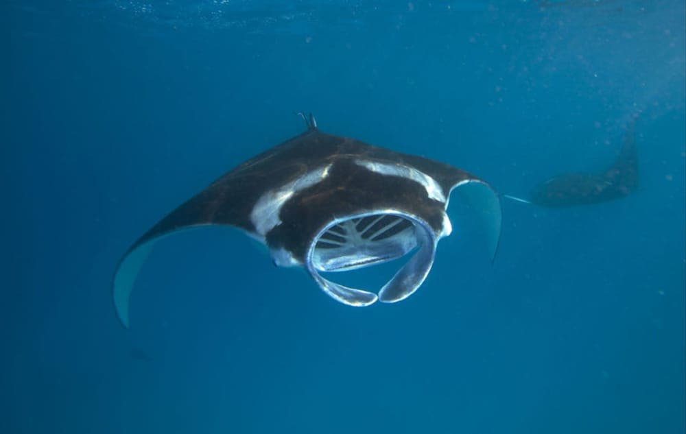 Hurawalhi Island Resort, Sports facility