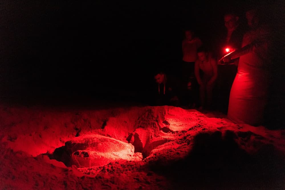 Ras Al Jinz Turtle Reserve, Ecotours