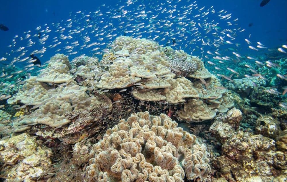 Hurawalhi Island Resort, Sports facility