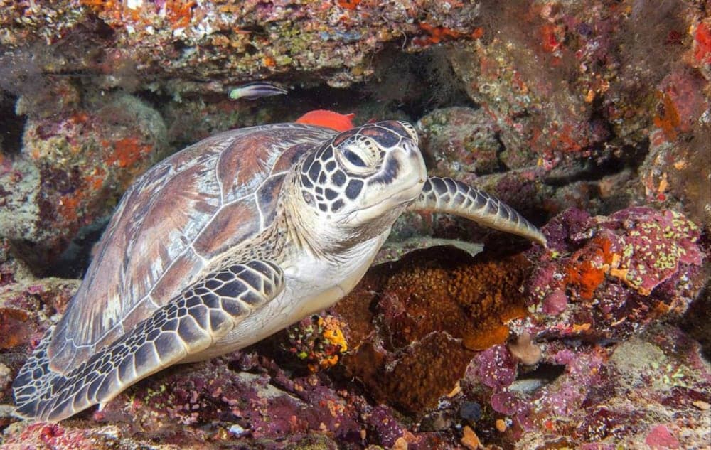 Hurawalhi Island Resort, Sports facility