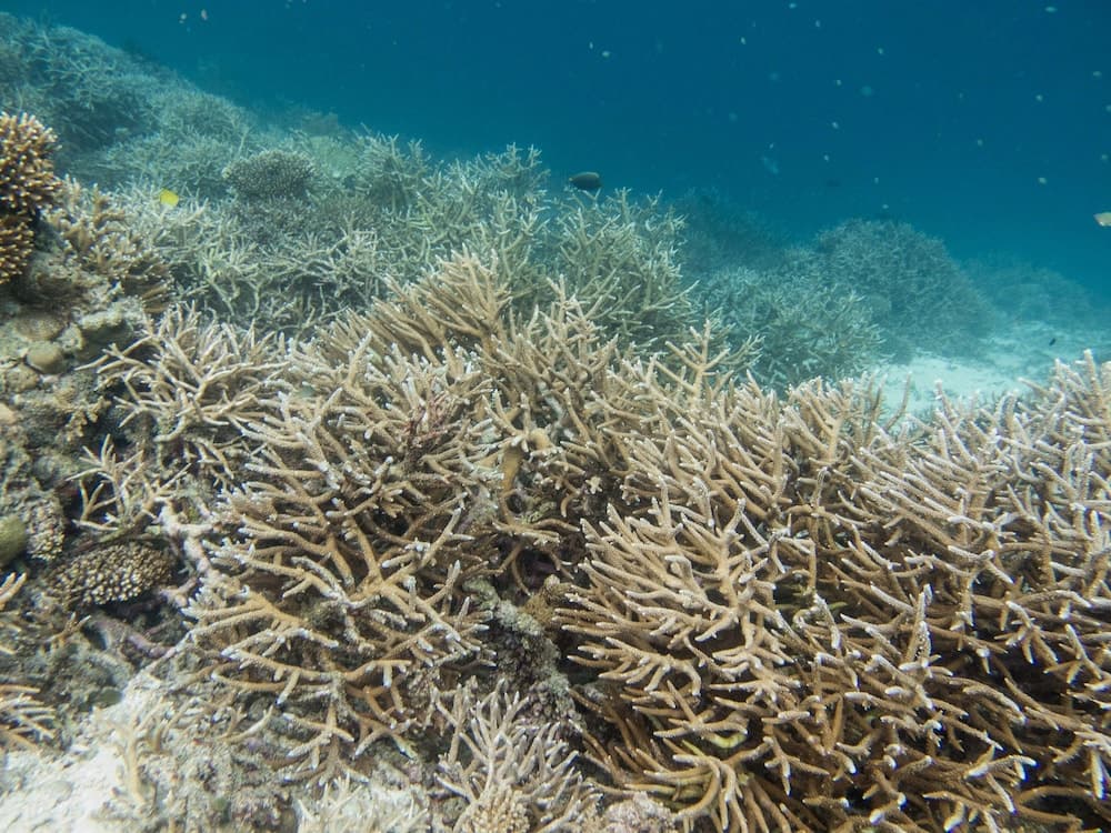 Angsana Velavaru 2025 - GATTINONI, View from property