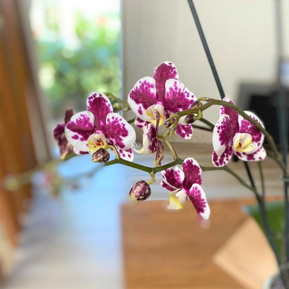 Breathless Punta Cana Resort & Spa - Adults Only - All Inclusive, Room