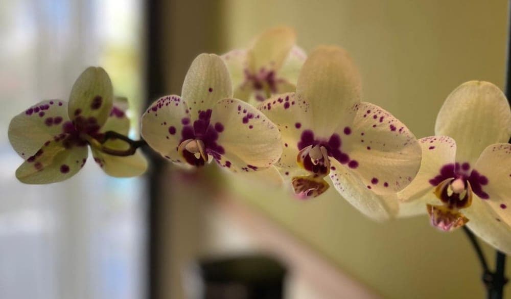 Dreams Onyx Resort & Spa All Inclusive, Room