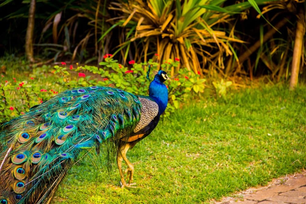 Catussaba Resort Hotel, Garden