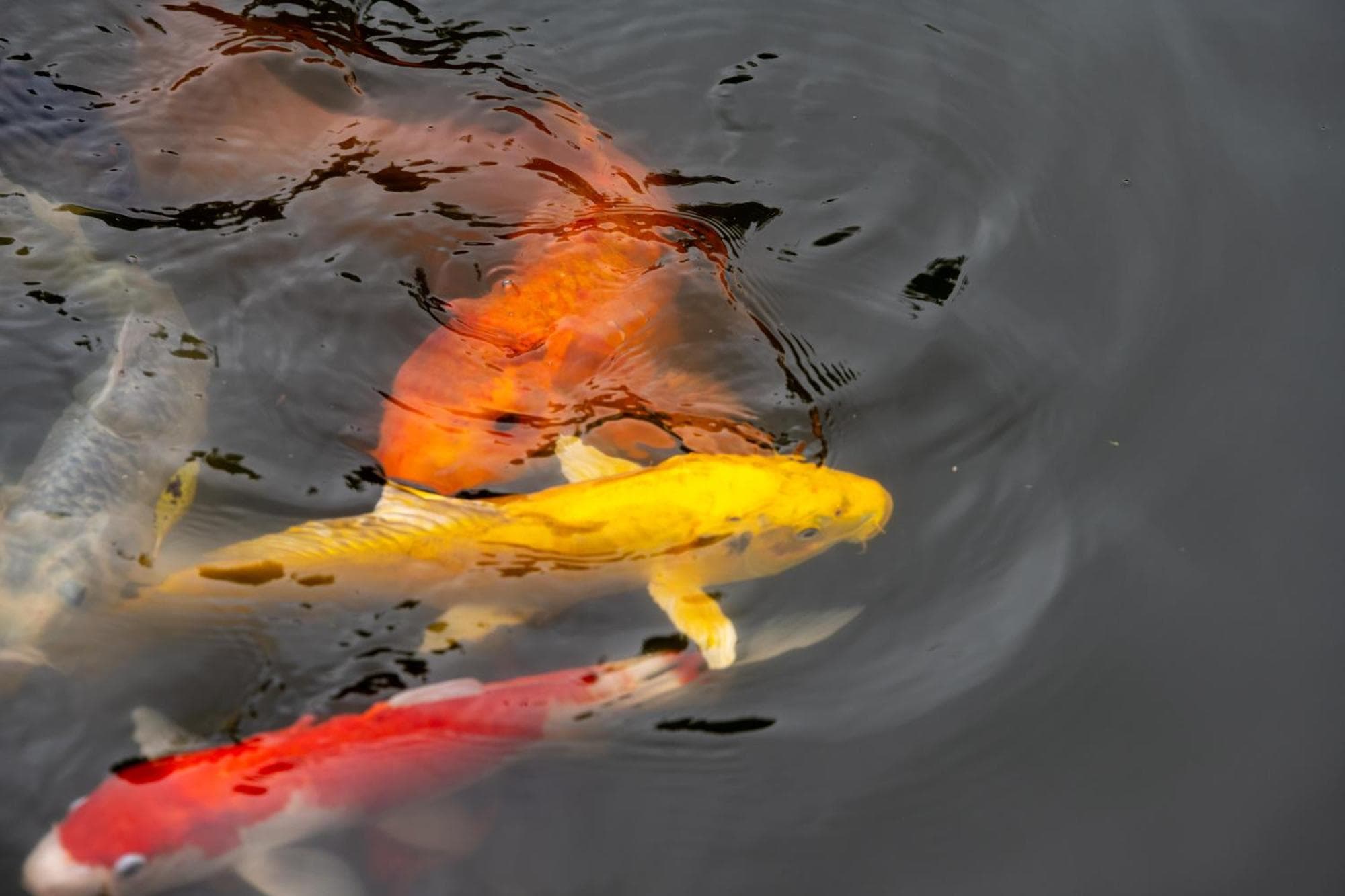 Pezula Nature Retreat, 