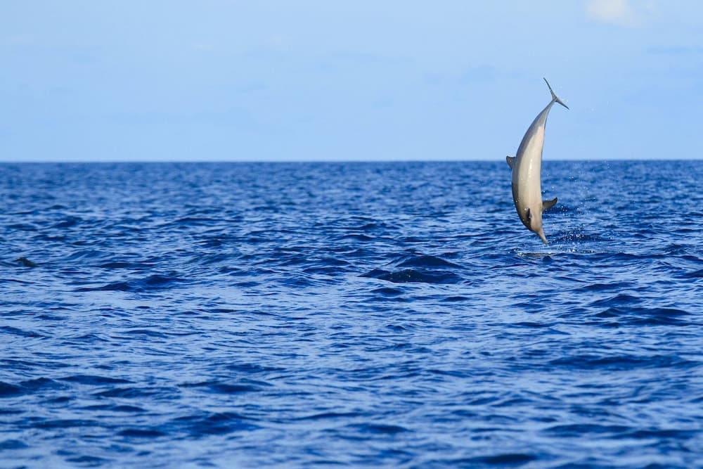 Velassaru Maldives - GATTINONI, Property amenity