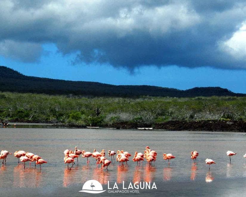 LA LAGUNA , 