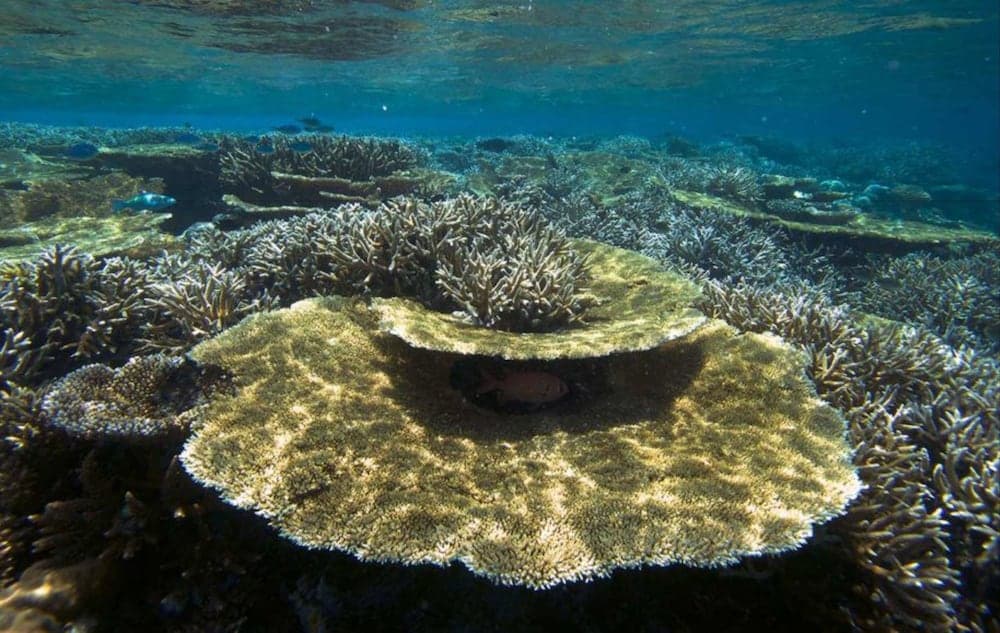 Hurawalhi Island Resort, Sports facility