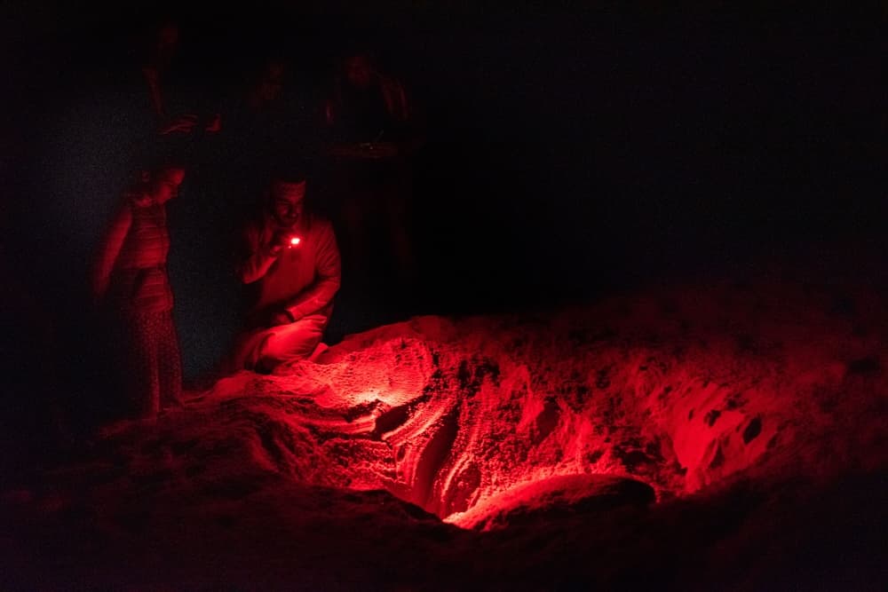 Ras Al Jinz Turtle Reserve, Ecotours