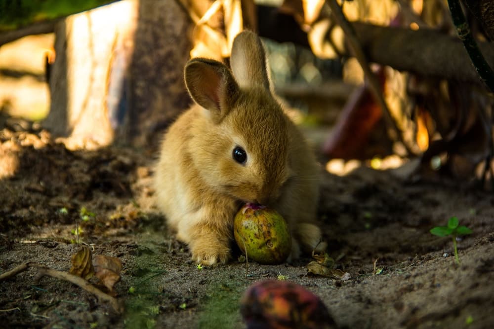Catussaba Resort Hotel, Garden