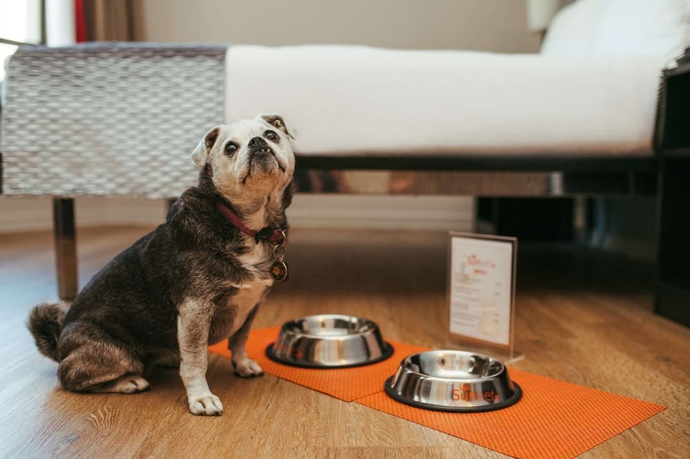 SunSquare Cape Town Gardens, Pet-friendly