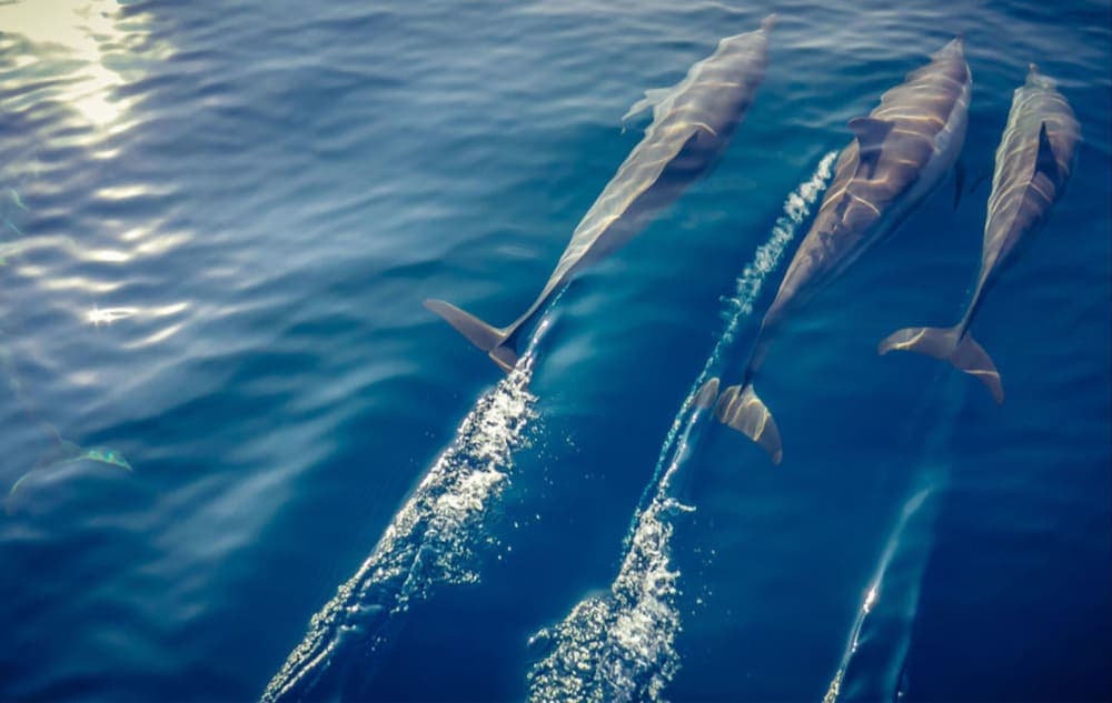 Hurawalhi Island Resort, Sports facility