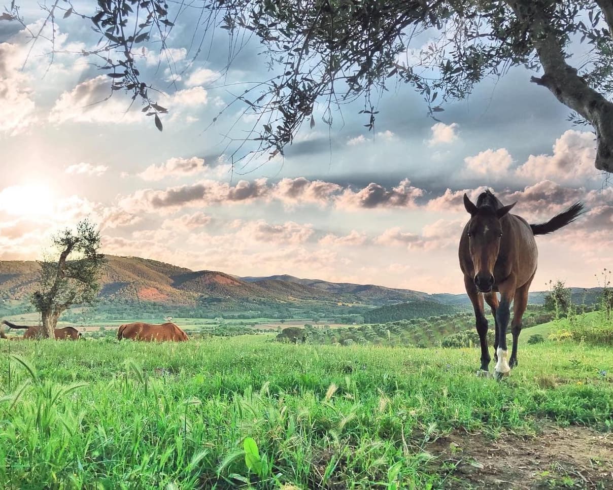 Montebelli Agriturismo & Country Hotel, 