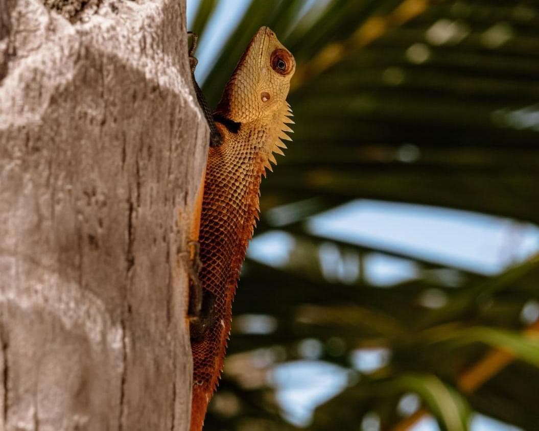 Villa Park, Sun Island, 