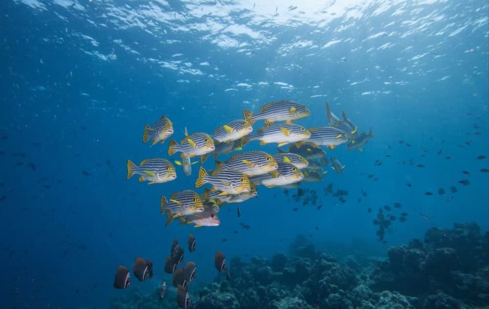 Hurawalhi Island Resort, Sports facility