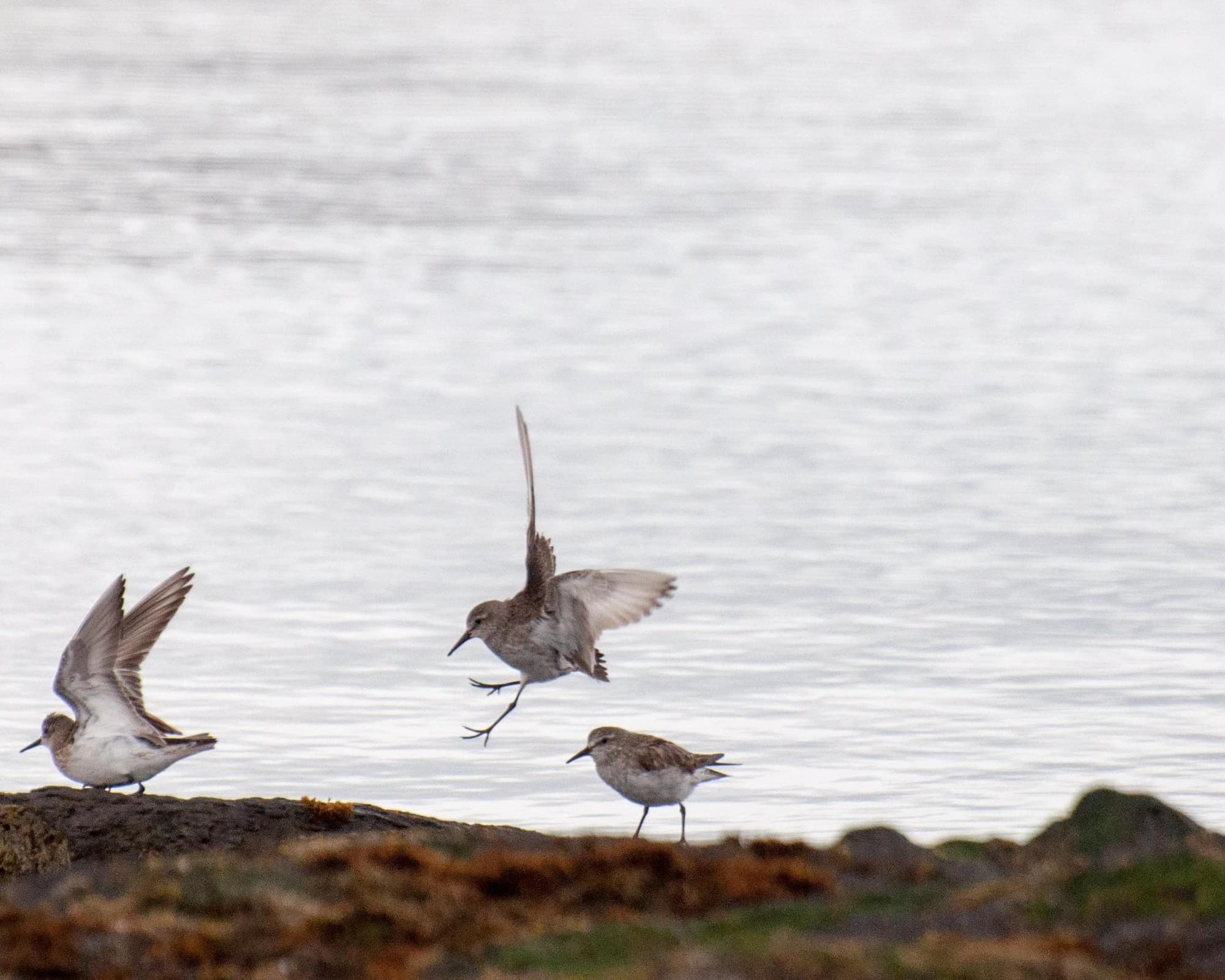 Estrecho de Magallanes, Chile