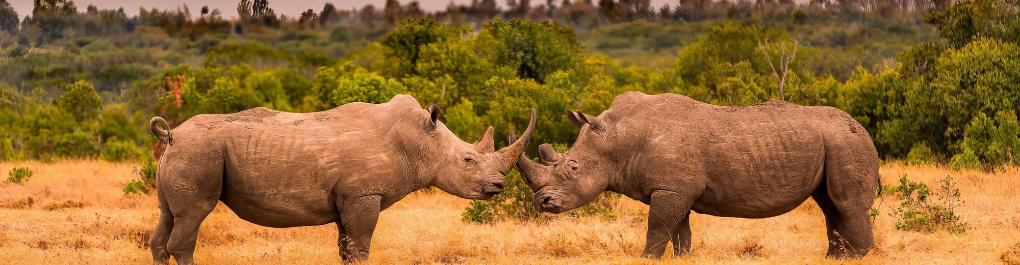 Ol Pejeta Conservancy, Kenya