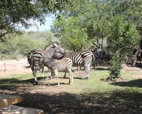 Best of South Africa _Kruger Nationalpark, Kapstadt & Gardenroute - Standard