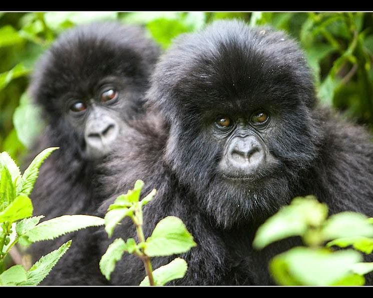 Colores de Uganda y Ruanda