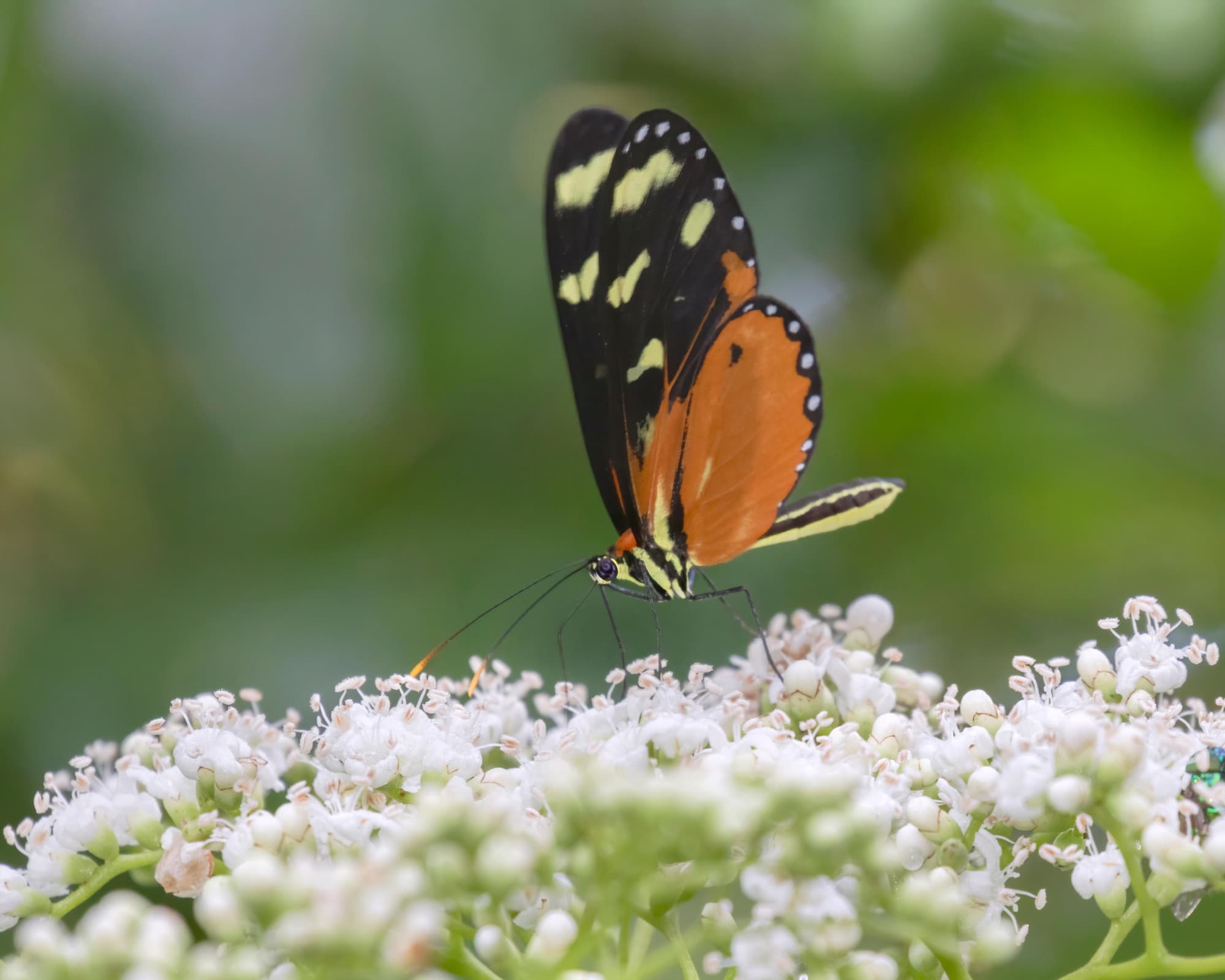 Aventura en Costa Rica 2026 Programa Individual 7 Días/6 Noches desde/hasta San José 