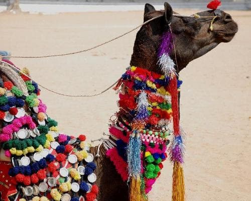 Uncover India: High Deserts & Markets