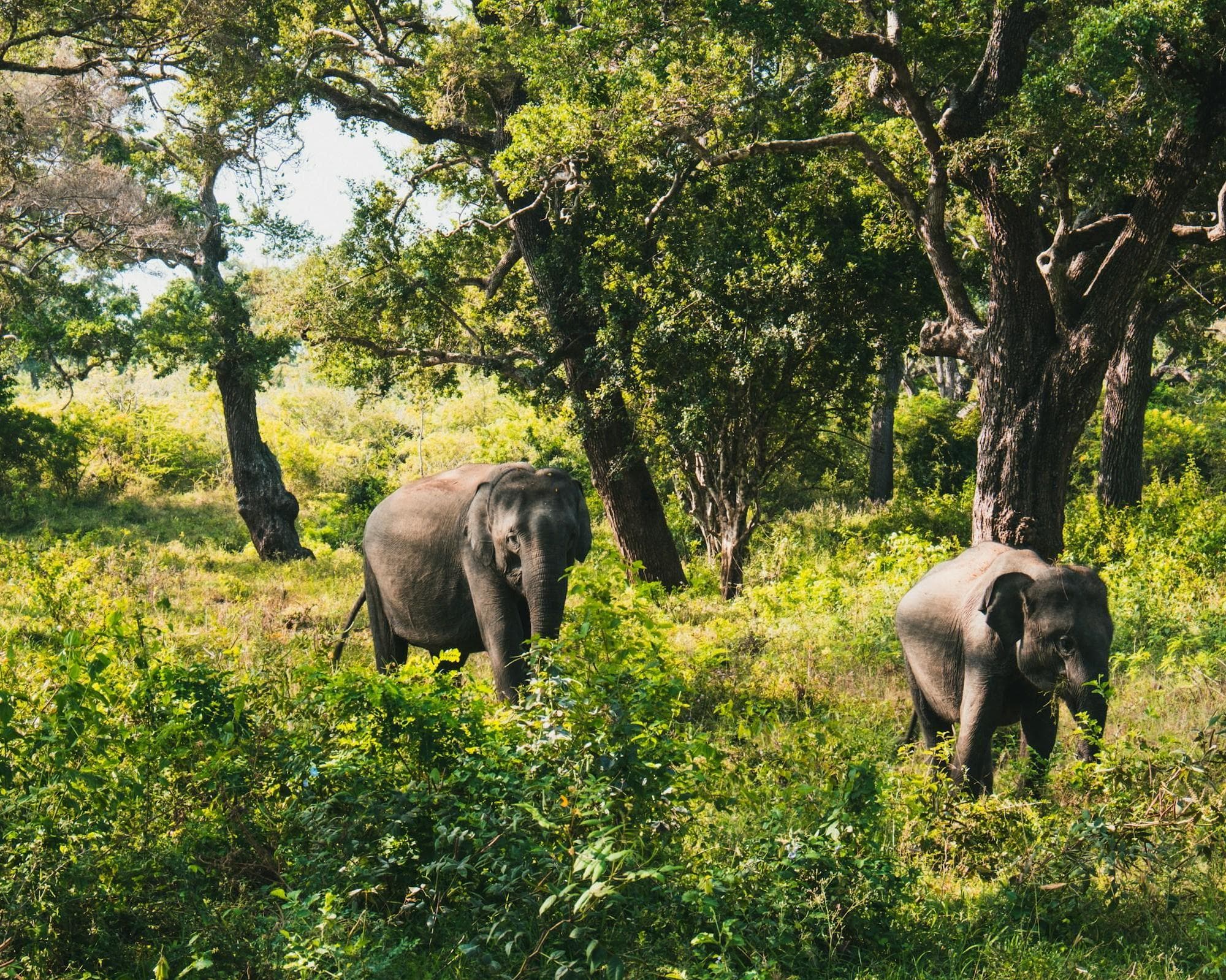 Yala National Park, Sri Lanka