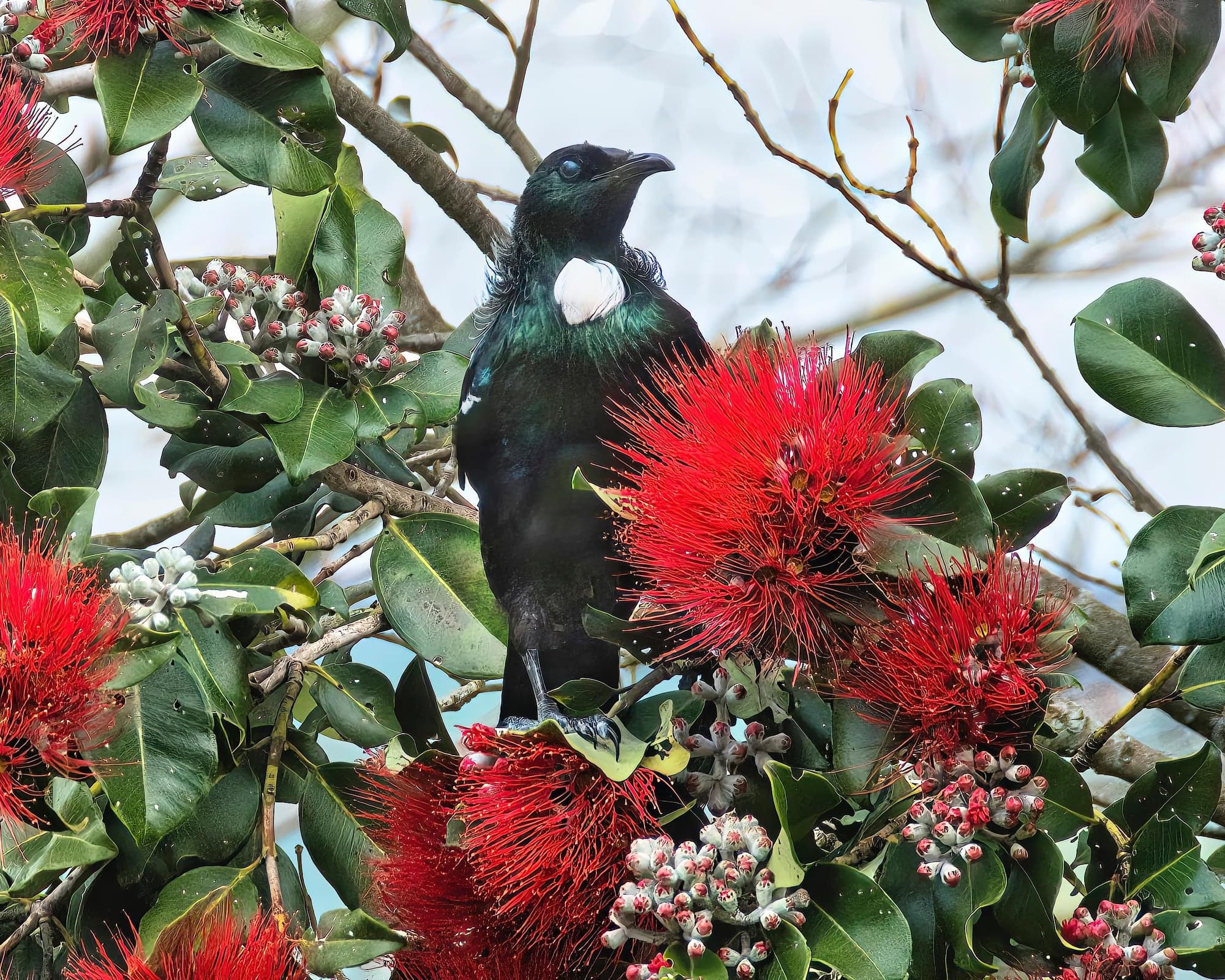 Palmerston north, New Zealand