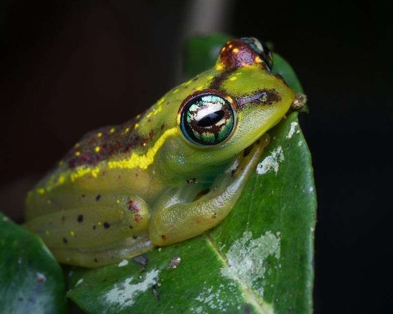 Highlights of Madagascar