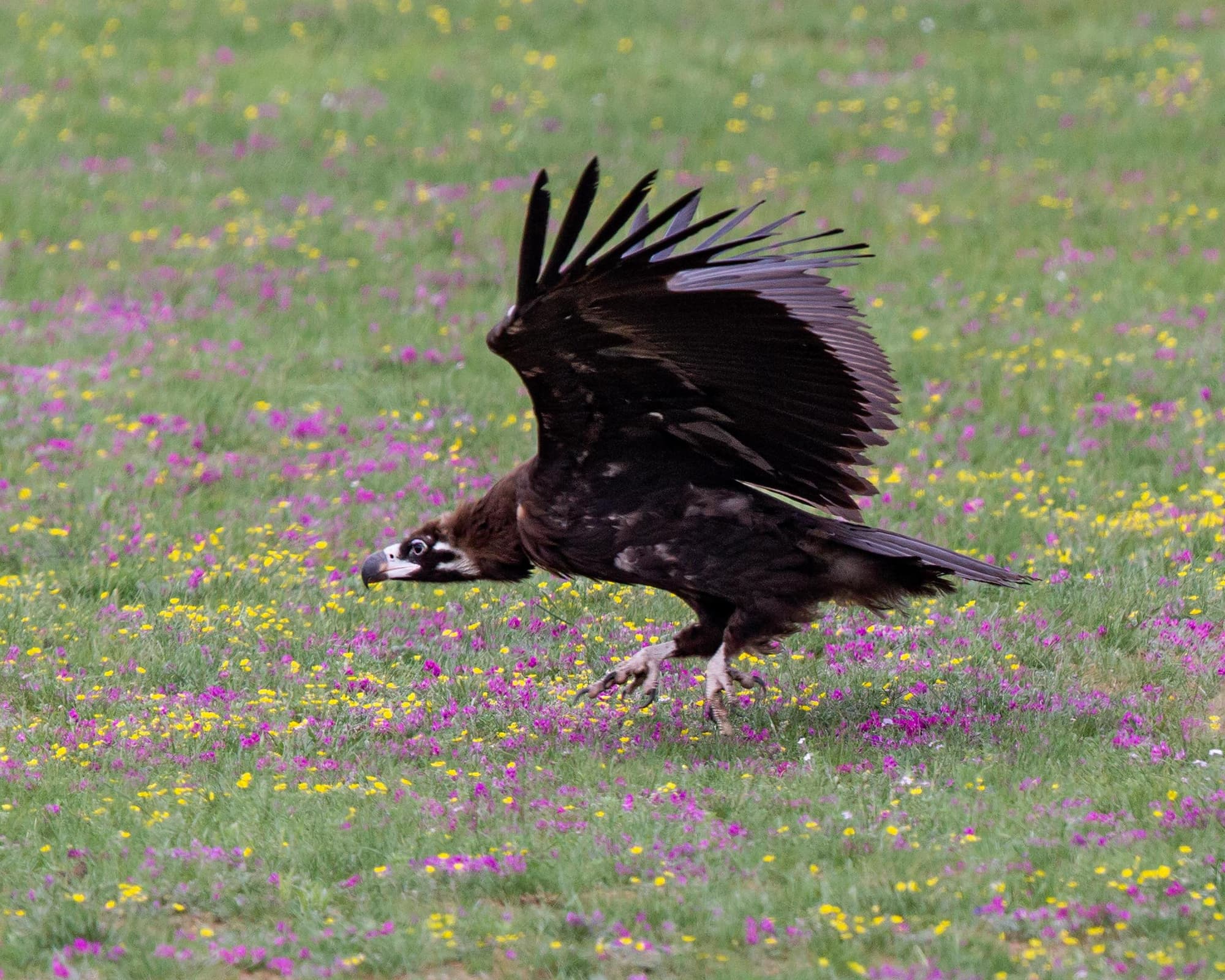 Journeys: Mongolia & The Naadam Festival