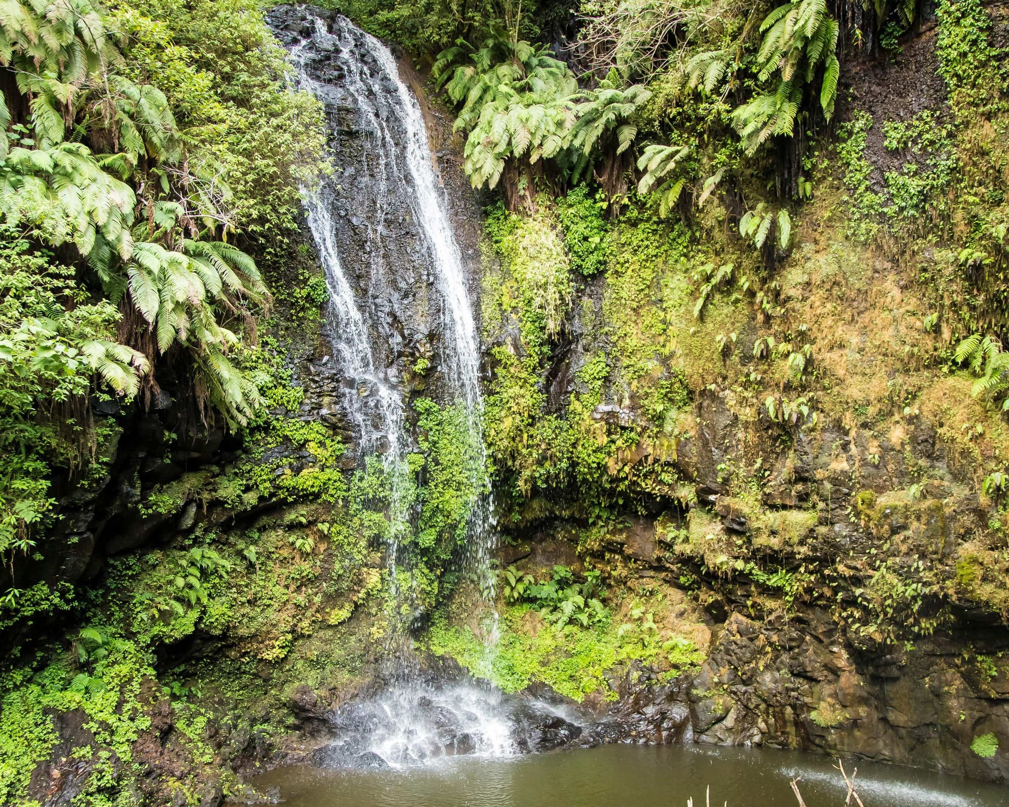 Montagne d'Ambre National Park, Madagascar