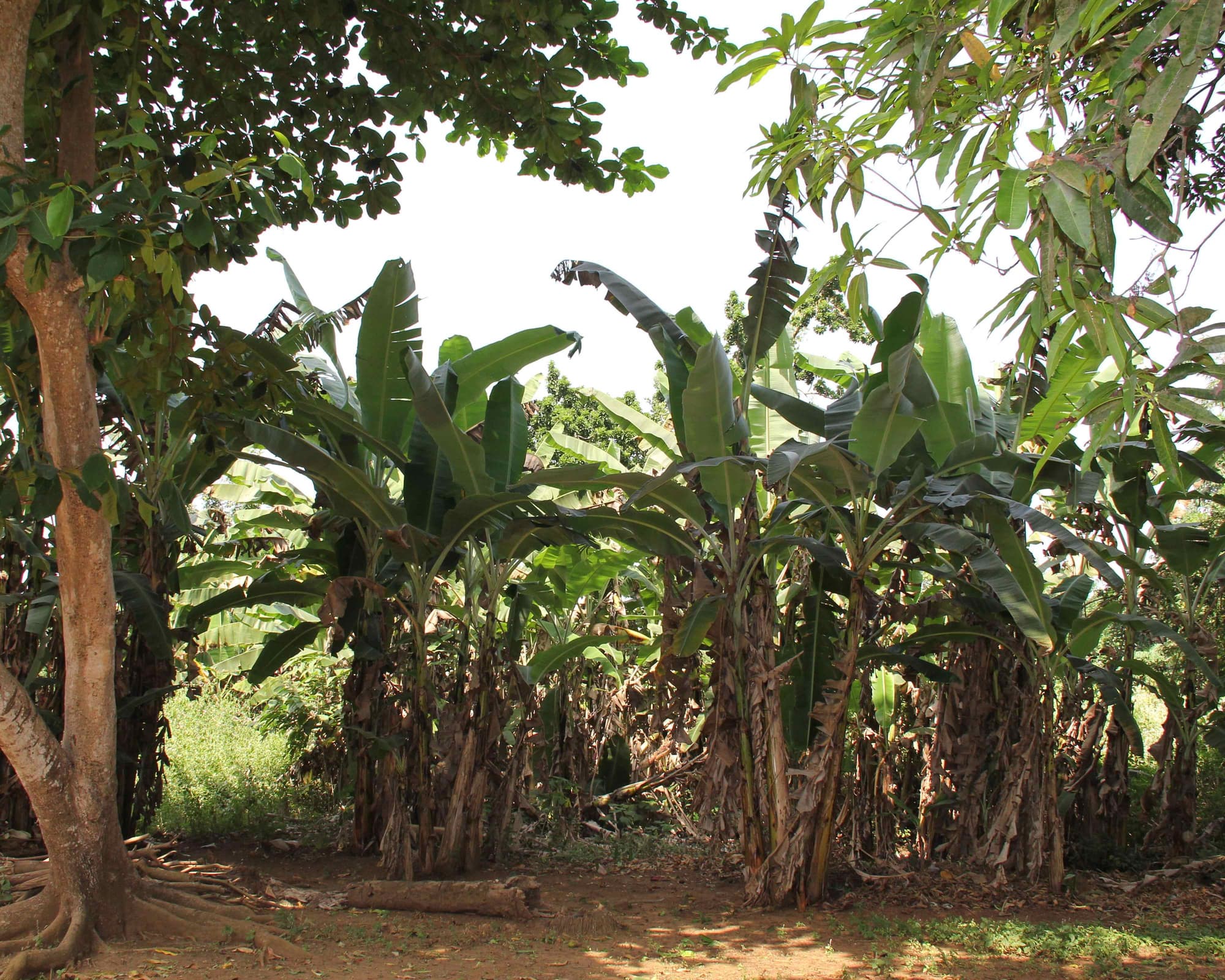 Банановые острова, Сьерра-Леоне