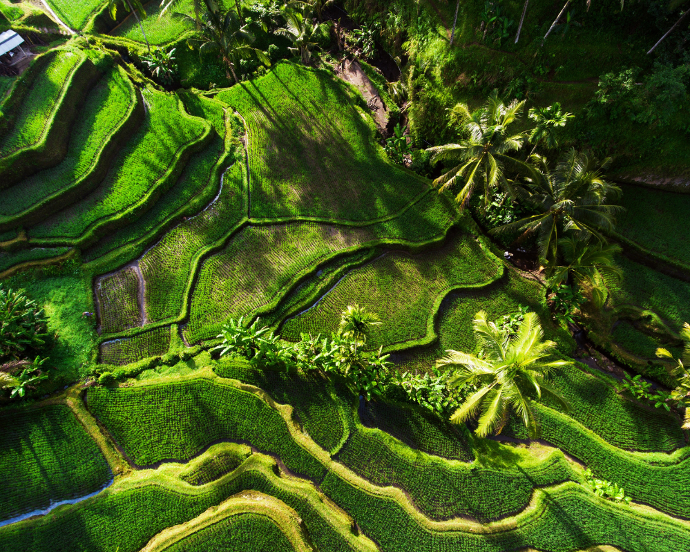 Tegallalang, Indonesien