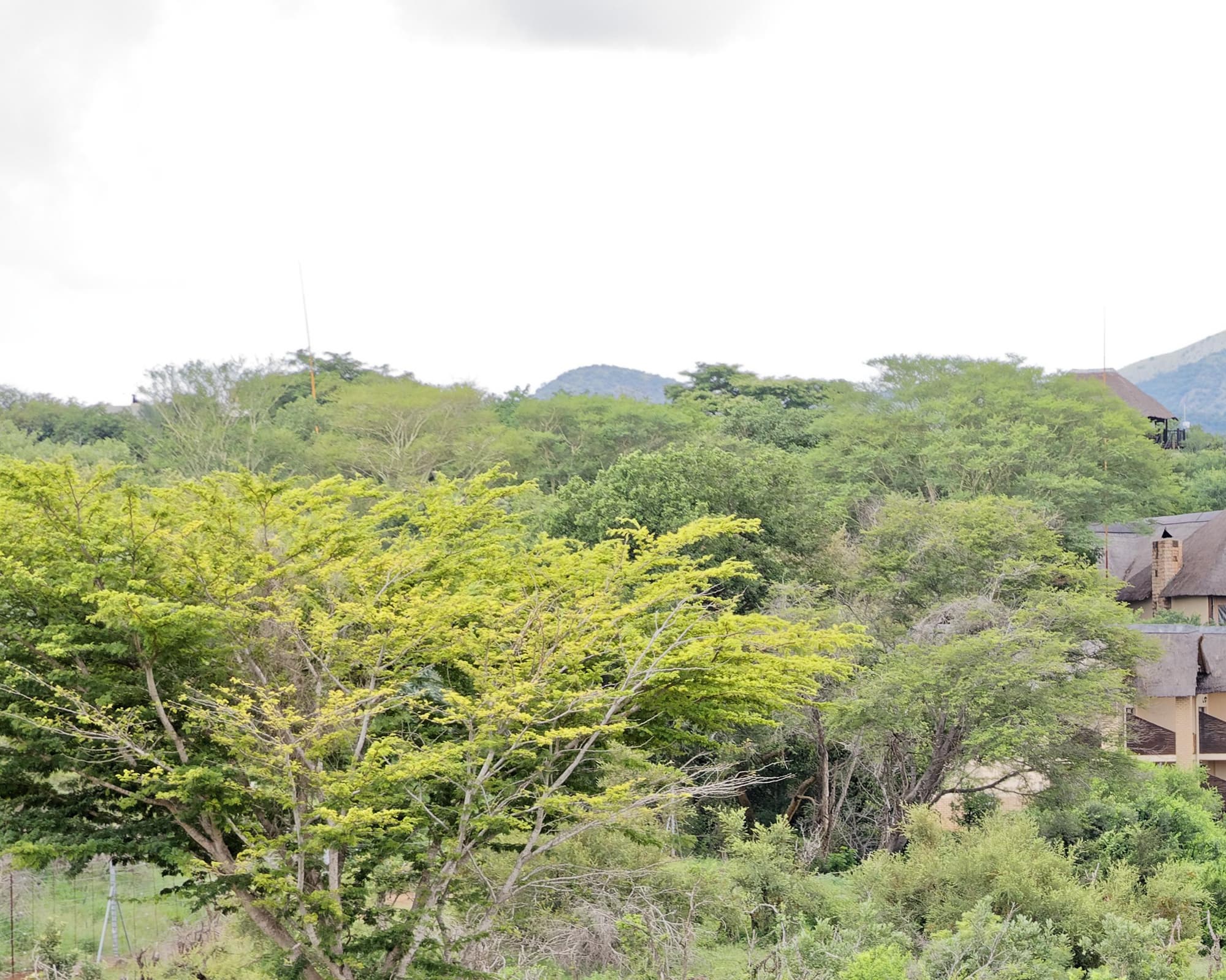 Малалейн, Южна Африка