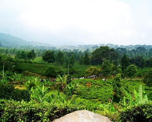 Giardini Botanici di Bogor