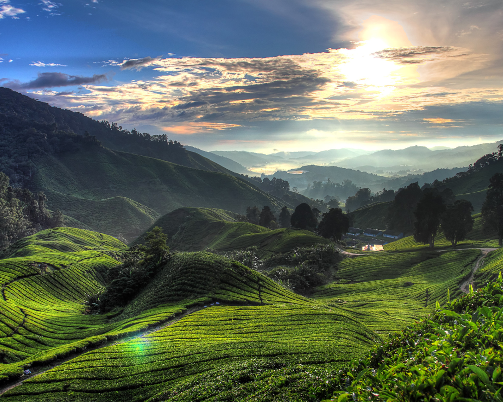 Cameron Highlands, Malaysia