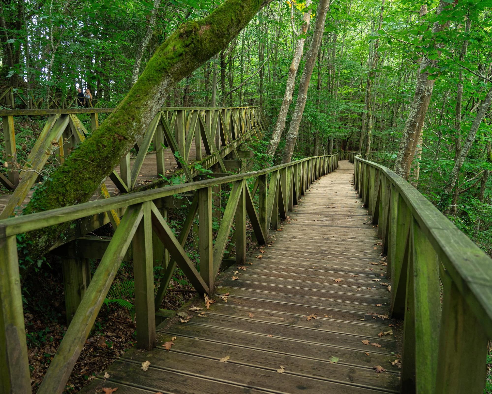 Microviaje El Transcantabrico Gran Lujo (Oviedo - San Sebastian) (2026)