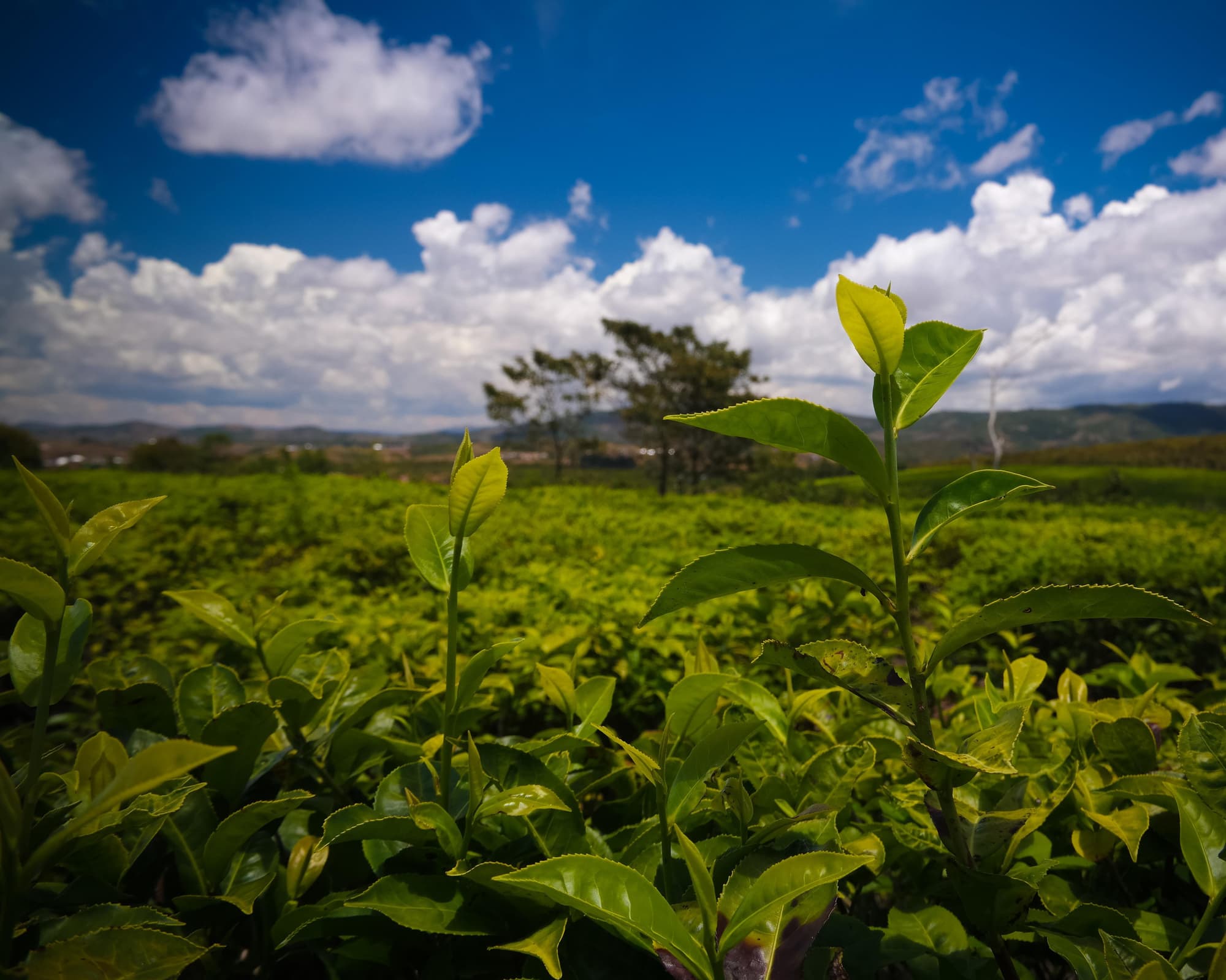 Sahambavy, Мадагаскар