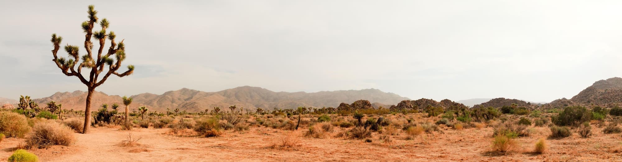 Joshua Tree National Park CA, United States of America