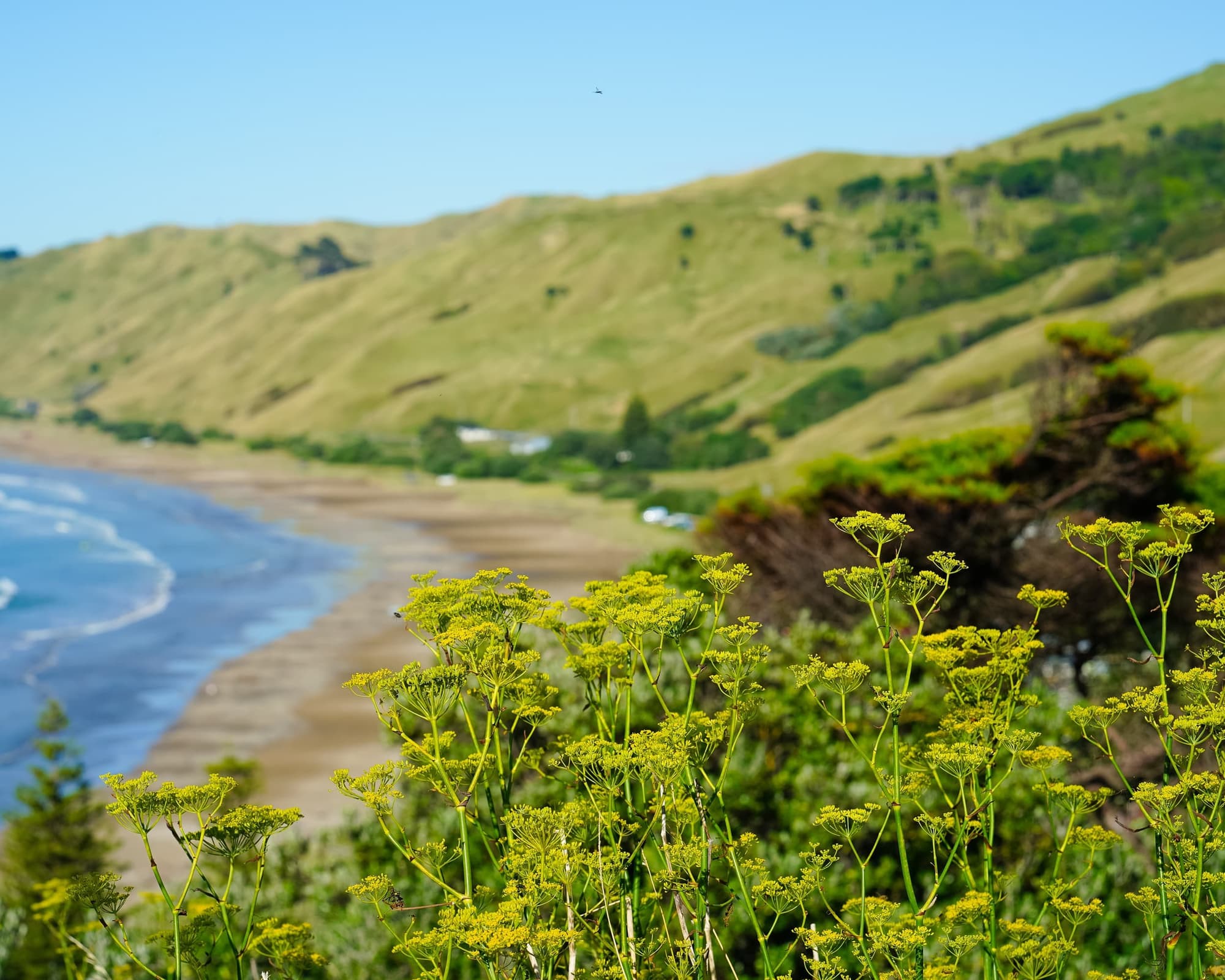 Залив Дрейка, Коста-Рика