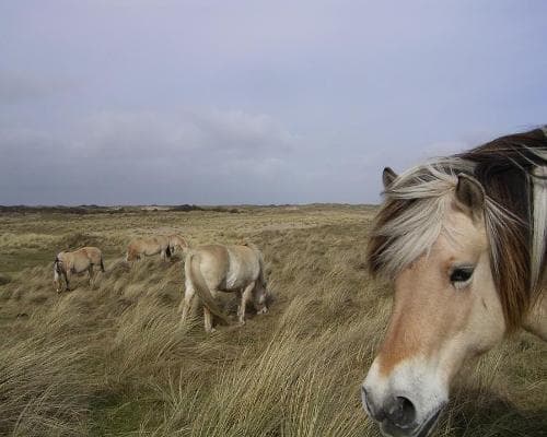 Triángulo Búlgaro (2026)