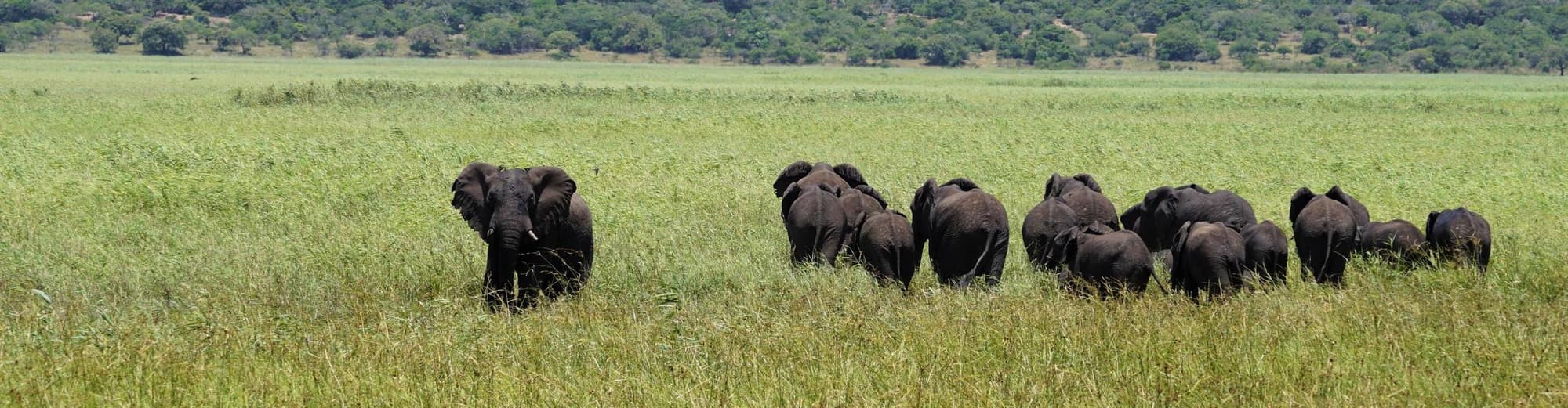 Riserva Speciale di Maputo, Mozambico