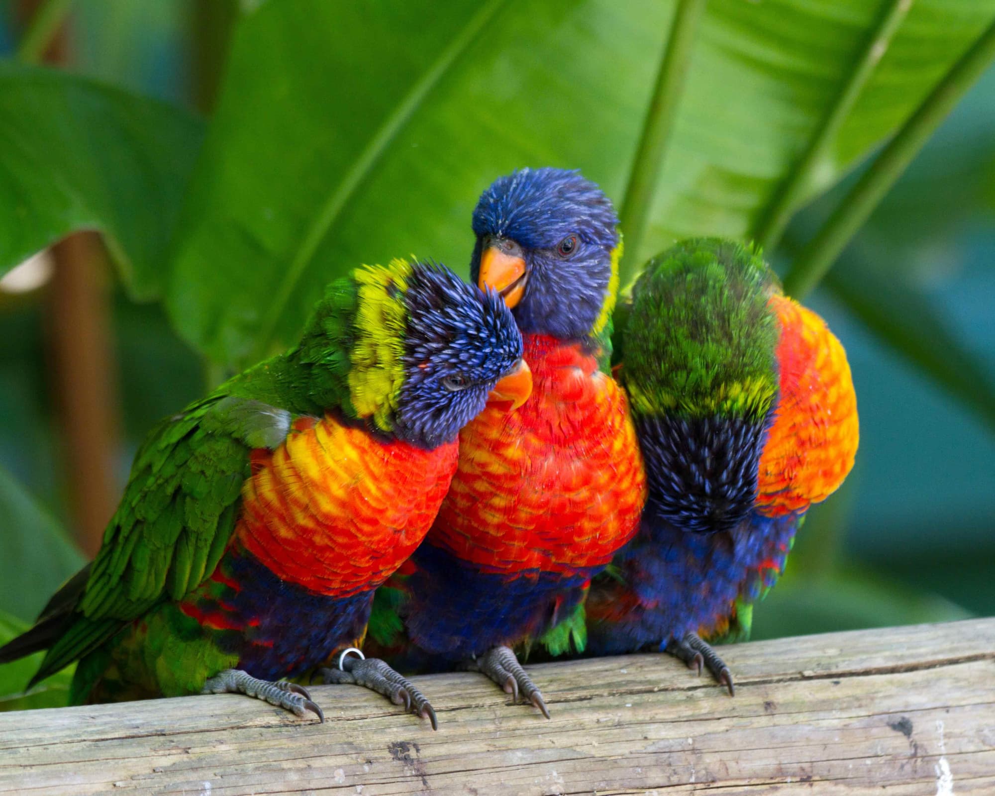 Marie-Galante, Guadeloupe