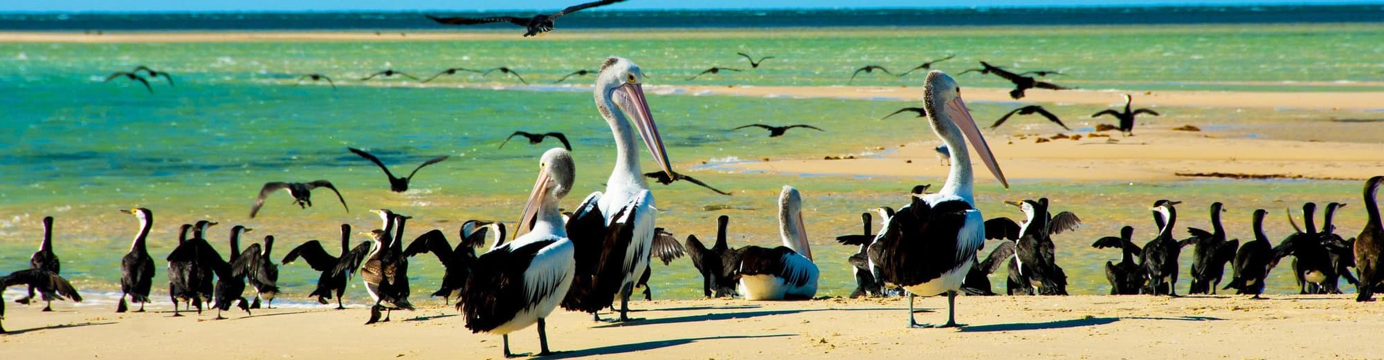 Monkey Mia, Australia