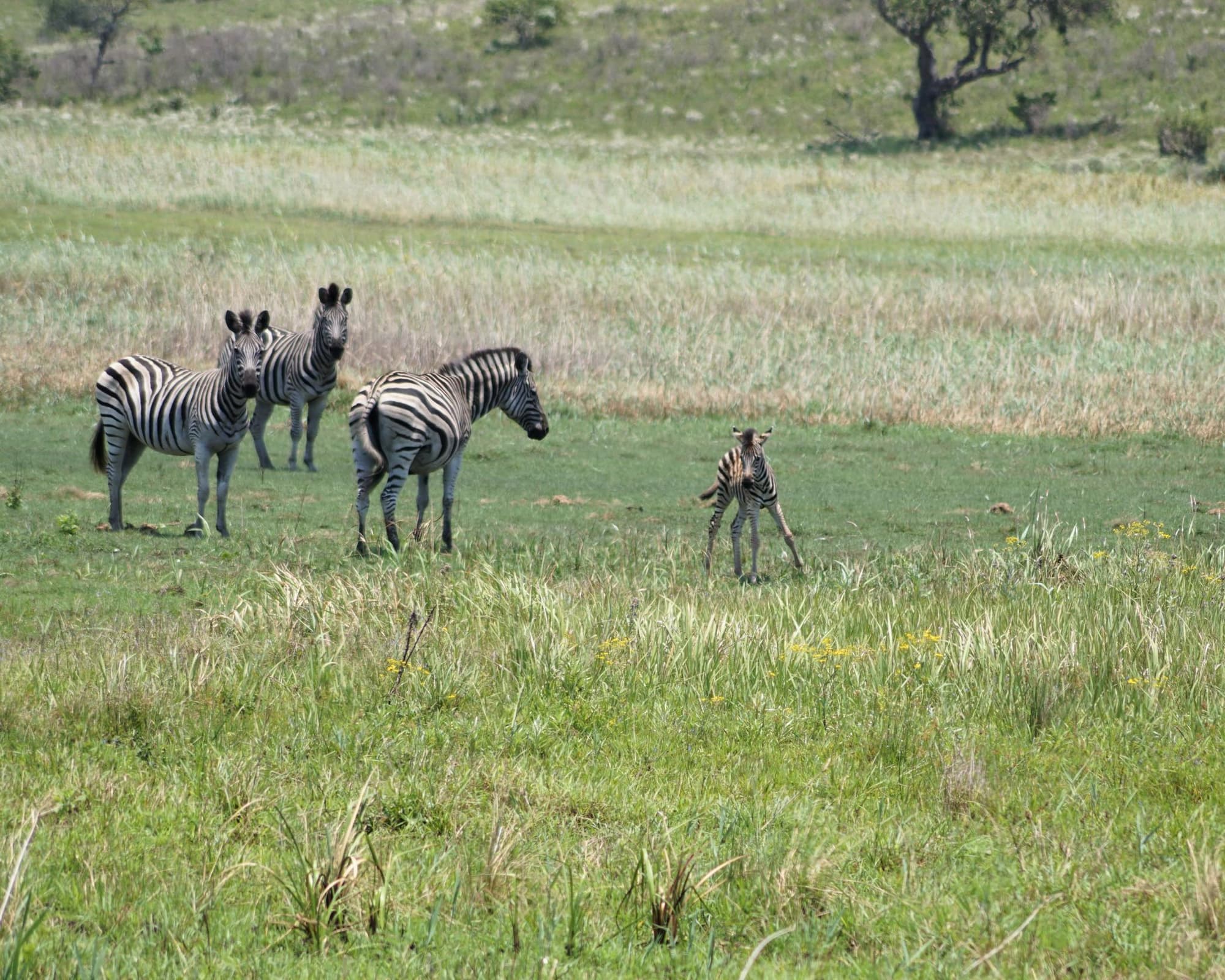 Riserva Speciale di Maputo, Mozambico